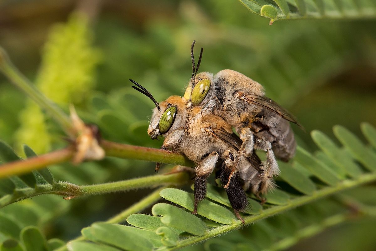 A male and female digger bee mate on a green, leafy branch A male and female digger bee mate on a green, leafy branch