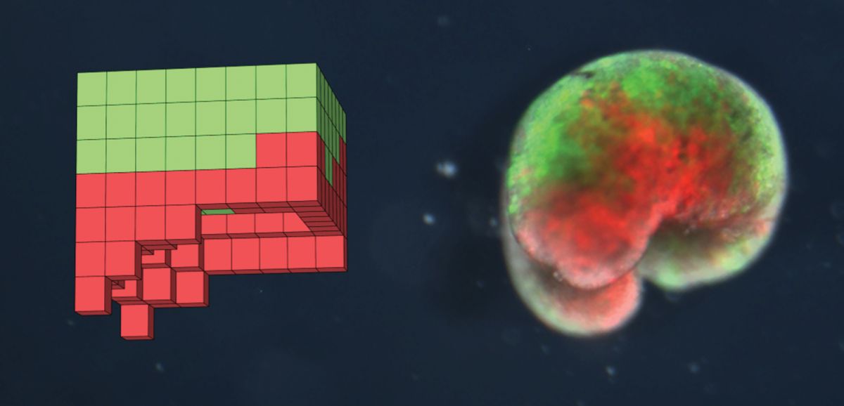 A computer-designed organism on the left and the physical organism built from biological frog tissue on the right. A computer-designed organism on the left and the physical organism built from biological frog tissue on the right.