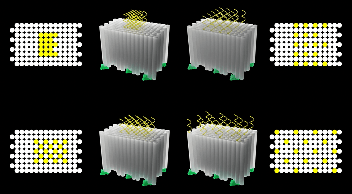 Four designs of DNA origami with different patterns of CpG spacing. Four designs of DNA origami with different patterns of CpG spacing.