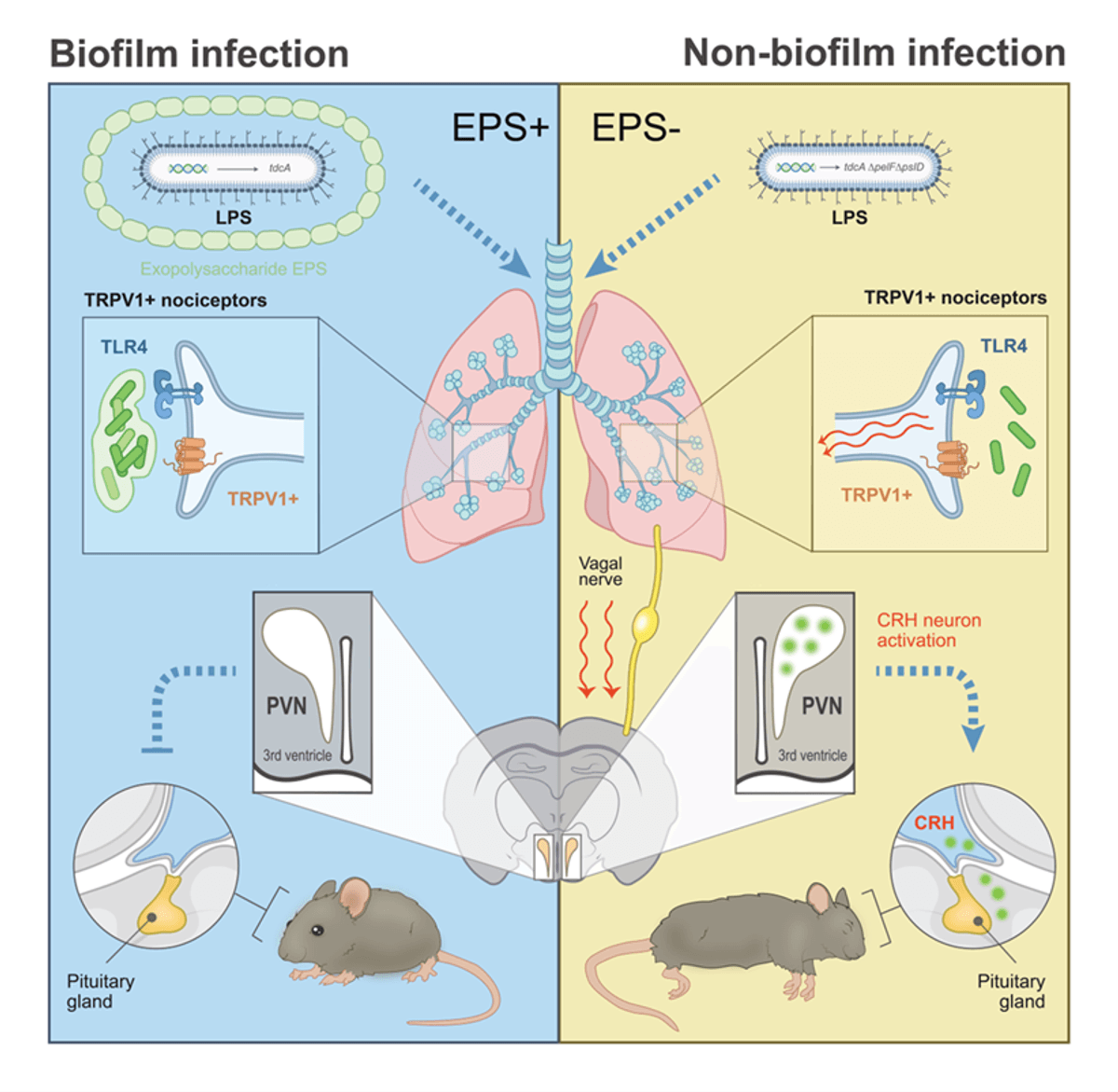 An illustration of the differences in the body’s response to infection by biofilm forming and non-forming Pseudomonas bacteria. An illustration of the differences in the body’s response to infection by biofilm forming and non-forming Pseudomonas bacteria.