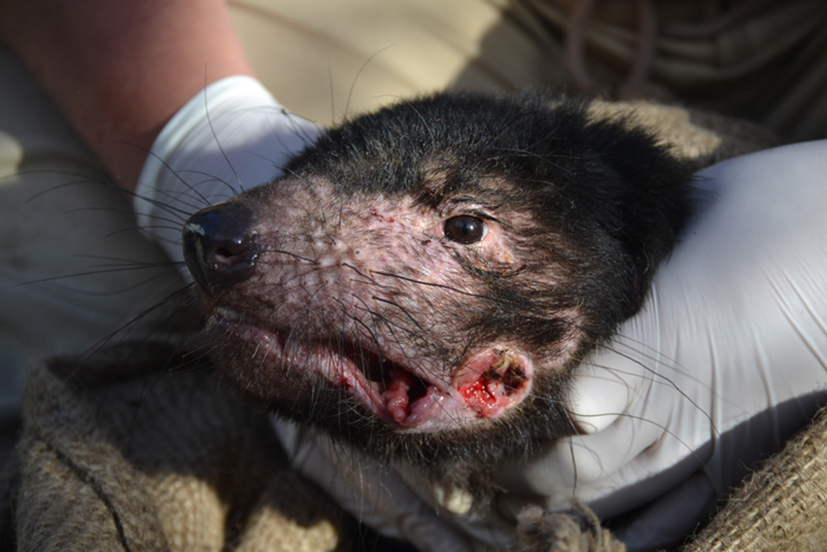 Tasmanian devil with facial tumor Tasmanian devil with facial tumor